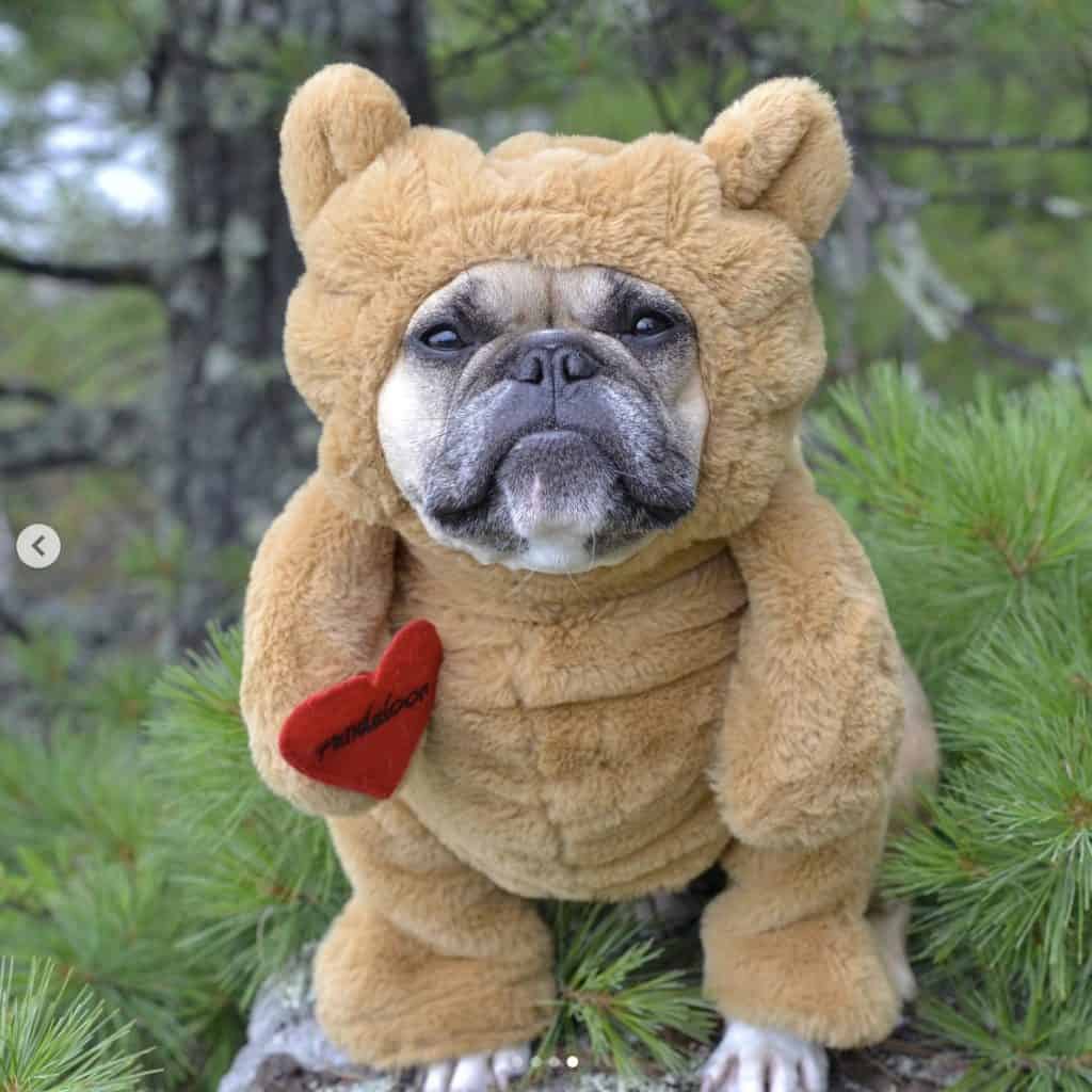 dog in teddy bear costume